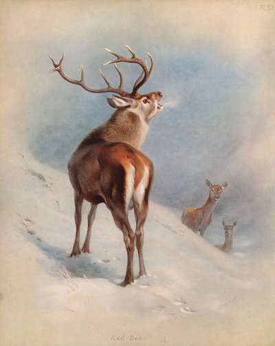 レッドディアー 作： Archibald Thorburn